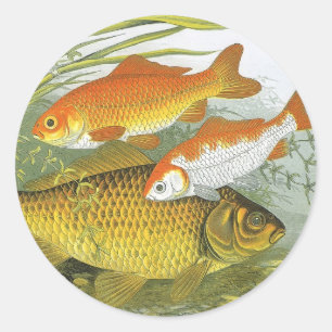 Sticker Rond Poisson Koï Carpe Rouge, Vieille Marine Vie Aquati