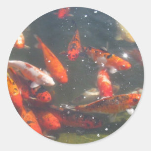 Sticker Rond Poisson Koi coloré dans un étang