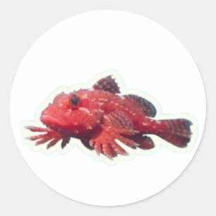 Sticker Rond Poisson Rouge Rare à Main - Poisson Marchant - Wi 