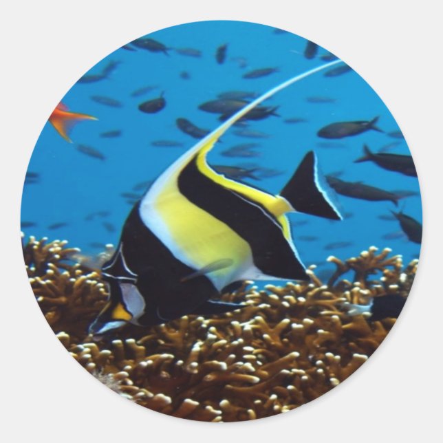 Sticker Rond Poisson tropical (Devant)