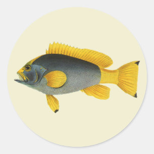 Sticker Rond Poisson vintage bleu et jaune, Vie marine