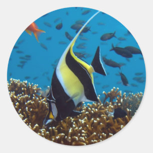Sticker Rond Poissons Animaux aquatiques