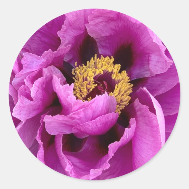 Sticker Rond poitrine rose fuchsia brillante et jolie (Devant)