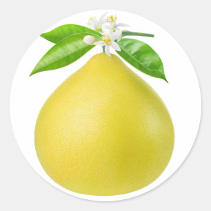 Sticker Rond Pomelo sur une branche