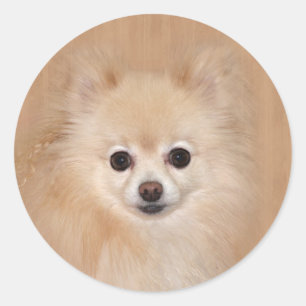 Sticker Rond Pomeranian font face