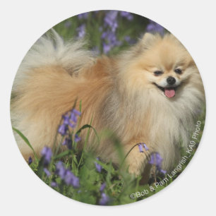 Sticker Rond Poméranie regarder la caméra dans les Bluebells
