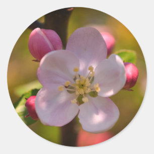 Sticker Rond Pomme en Fleur au Printemps