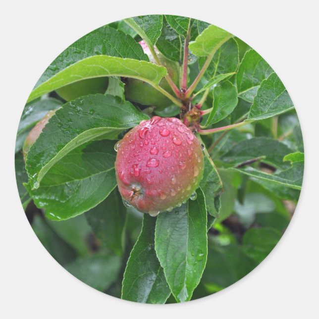 Sticker Rond Pomme rouge fraîche sur l'arbre (Devant)