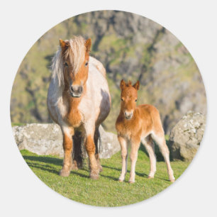 Sticker Rond Poney Shetland Sur Le Pâque Près De Hautes Falaise