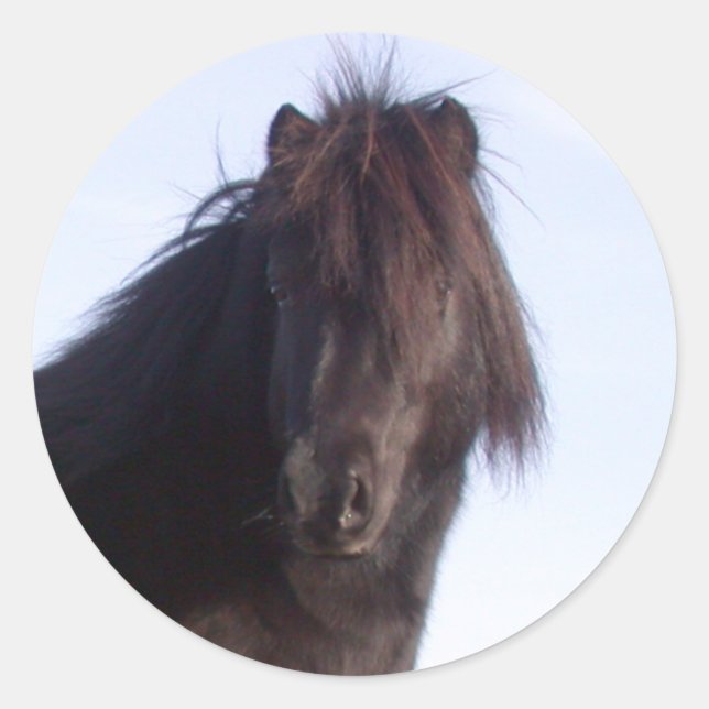 Sticker Rond Pony (Devant)