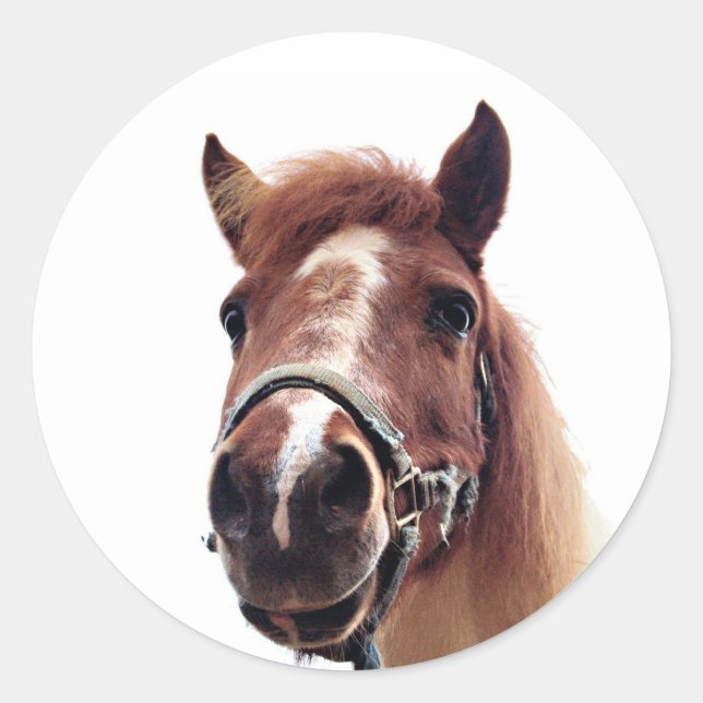 Sticker Rond Pony Brown (Devant)