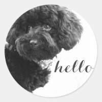 Poodle de jouet noir en B&W Photographie personnal