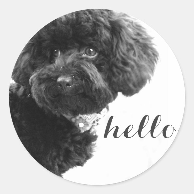 Sticker Rond Poodle de jouet noir en B&W Photographie personnal (Devant)