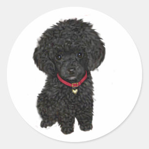Sticker Rond Poodle miniature ou jouet - Noir 1
