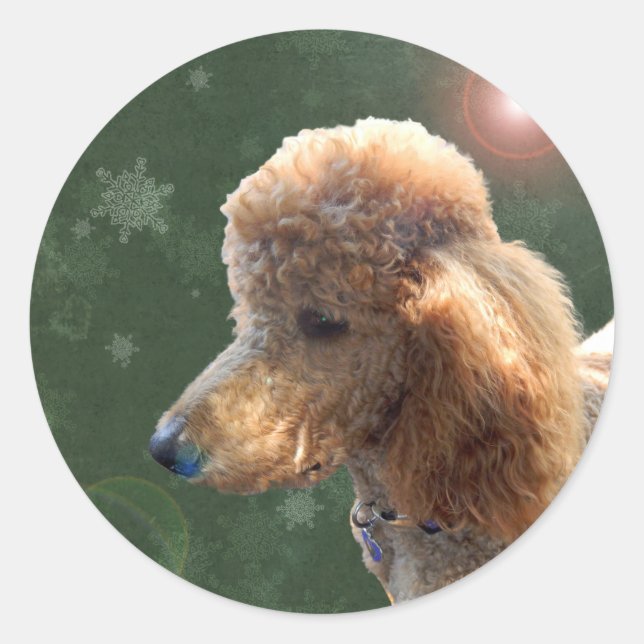 STICKER ROND POODLE POUR LES VACANCES (Devant)