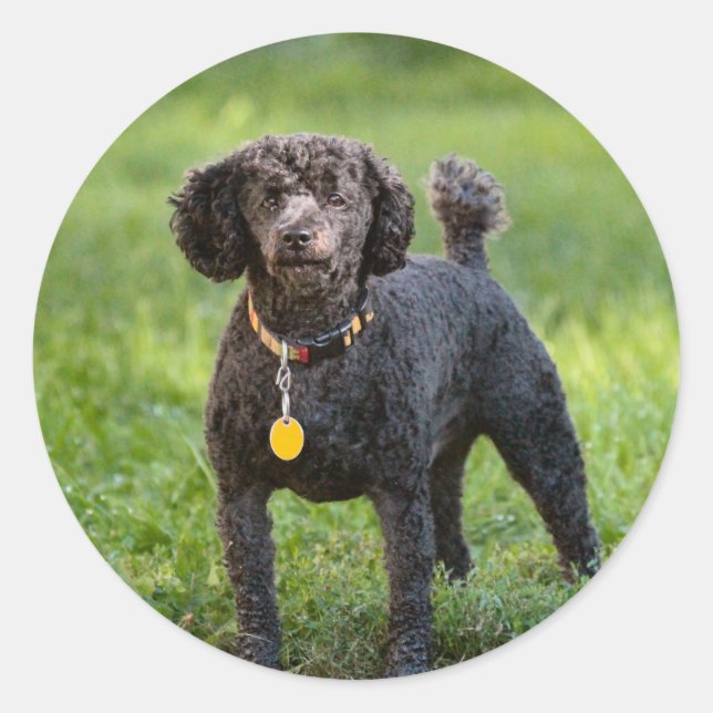 Sticker Rond Poodles (Devant)