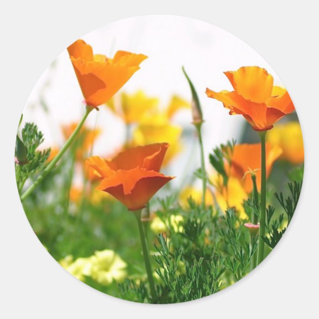 Sticker Rond Poppies de Californie (Devant)