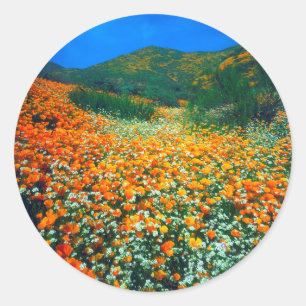 Sticker Rond Poppies de Californie et fleurs sauvages de maïs