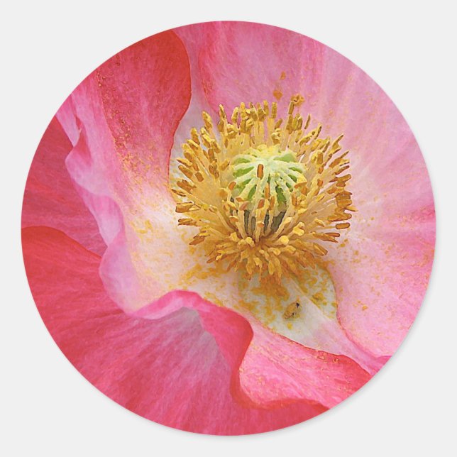 Sticker Rond Poppy (Devant)