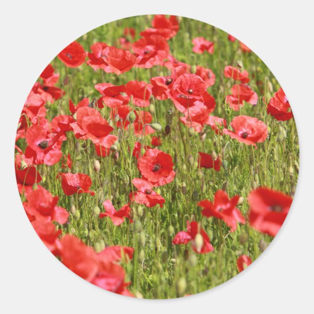 Sticker Rond Poppy field (Devant)