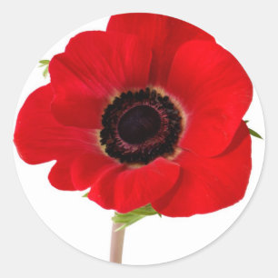 Sticker Rond POPPY of Remembrance