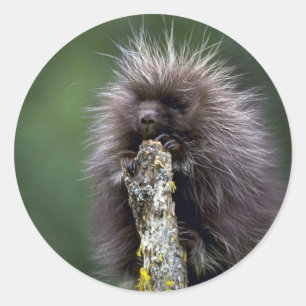 Sticker Rond Porcupine-été-jeune