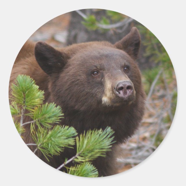 Sticker Rond porter (Devant)