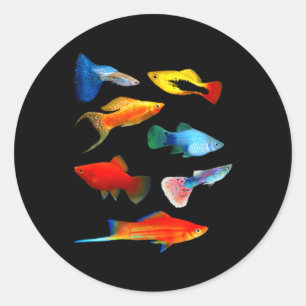 Sticker Rond Porteurs en direct Poisson Mollies Souvenirs Guppi