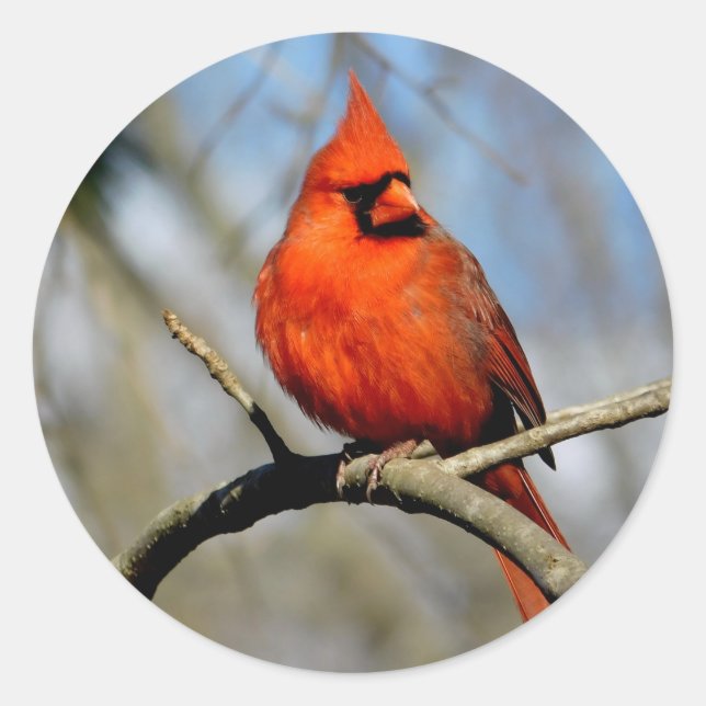 Sticker Rond Portrait cardinal rouge (Devant)