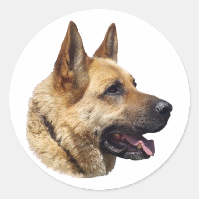 Sticker Rond Portrait d'Alsatian German shepherd (Devant)