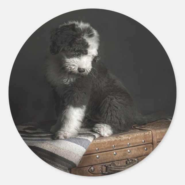 Sticker Rond Portrait de Bobtail puppy (Devant)