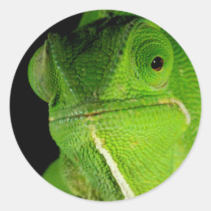 Sticker Rond Portrait de caméléon à nuque flottante