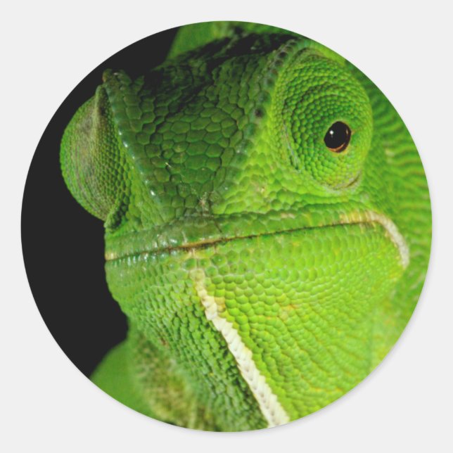 Sticker Rond Portrait de caméléon à nuque flottante (Devant)