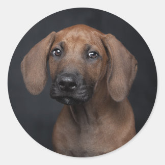 Sticker Rond Portrait de chiot Rhodesian Ridgeback adorable Chi