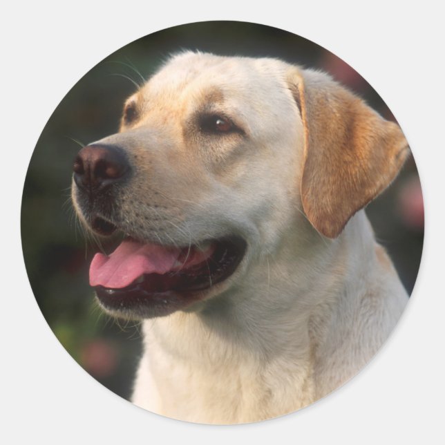 Sticker Rond Portrait de Labrador Retriever, Hilton (Devant)