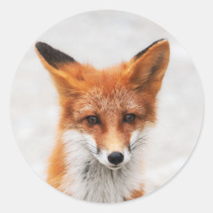 Sticker Rond Portrait de mignon renard rouge sauvage avec de be