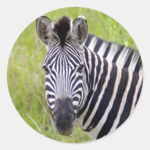 Sticker Rond Portrait de Plains Zebra, Hluhluwe-Umfolozi Game