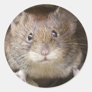 Sticker Rond Portrait de souris