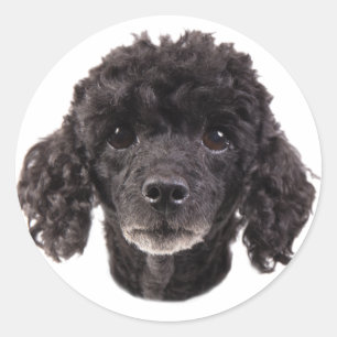 Sticker Rond Portrait d'un caniche noir