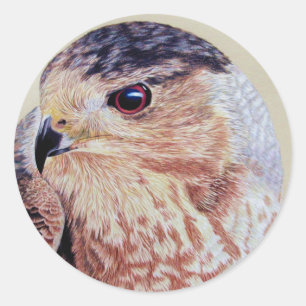Sticker Rond Portrait Hawk Coopers