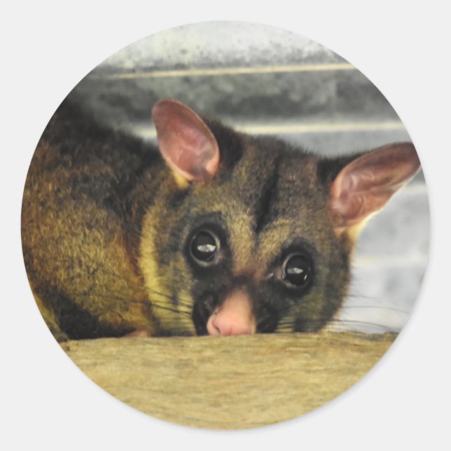 STICKER ROND POSSUM QUÉENLAND AUSTRALIE (Devant)