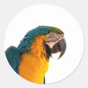 Sticker Rond Post-it Notes perroquet