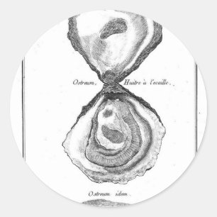 Sticker Rond Poster de animal vintage Oyster