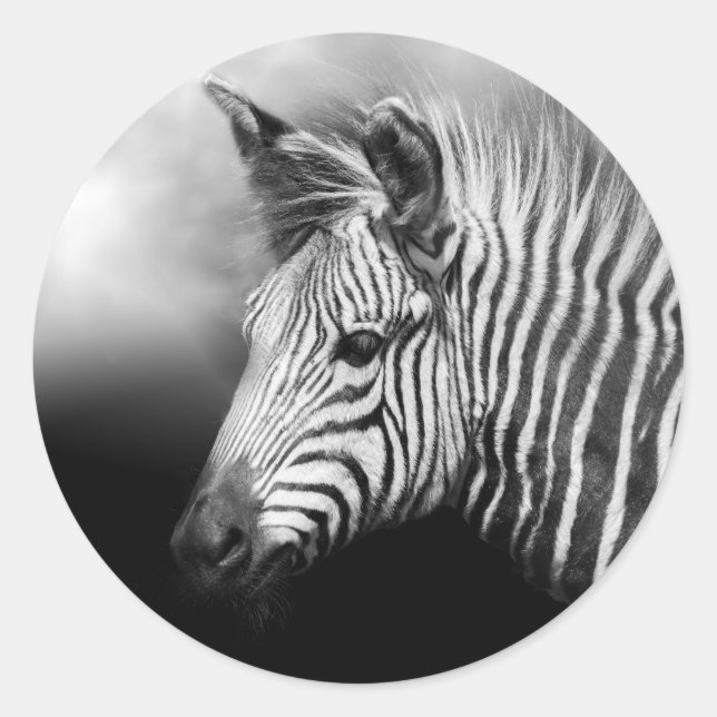 Sticker Rond Poster de Zebra Foal (Devant)