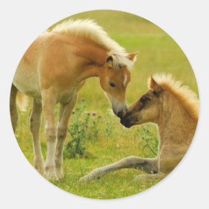 Sticker Rond Poulains de cheval