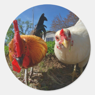 Sticker Rond poule et coq