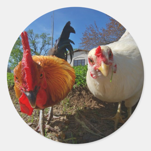 Sticker Rond poule et coq (Devant)