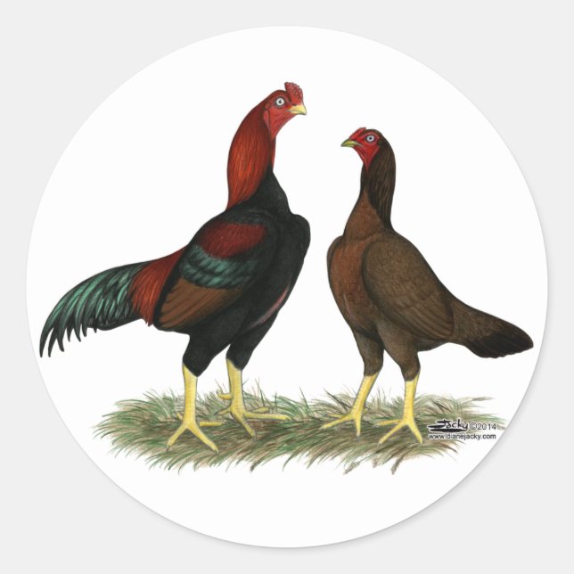 Sticker Rond Poules Aseel Black Red (Devant)