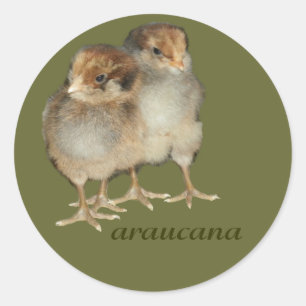 Sticker Rond Poulets de bébé araucana poulets ornithologie oise