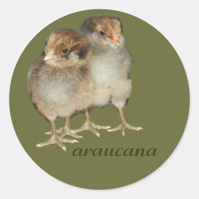 Sticker Rond Poulets de bébé araucana poulets ornithologie oise (Devant)